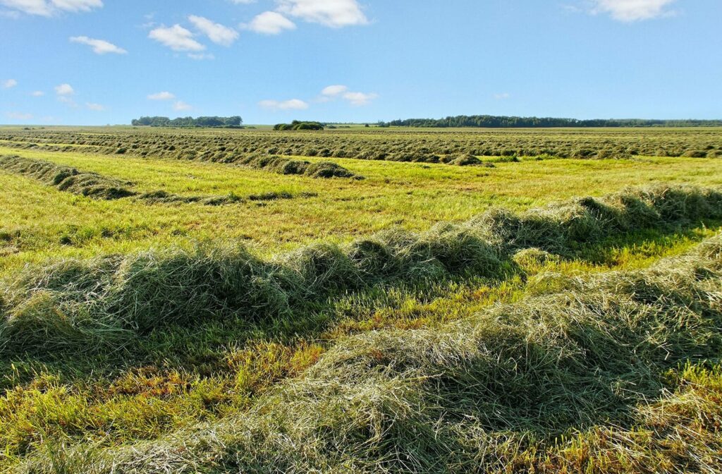 Myth Second Cutting Hay is Best for Horses