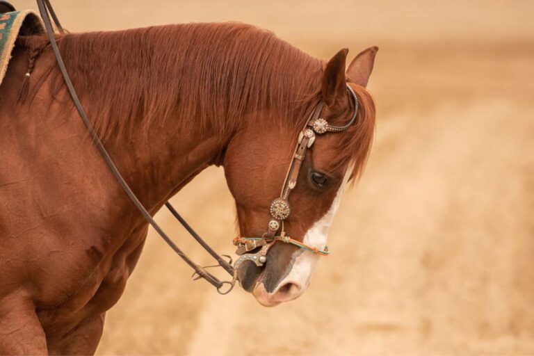 Top 3 Reasons Your Horse Is Girthy and What to do About It