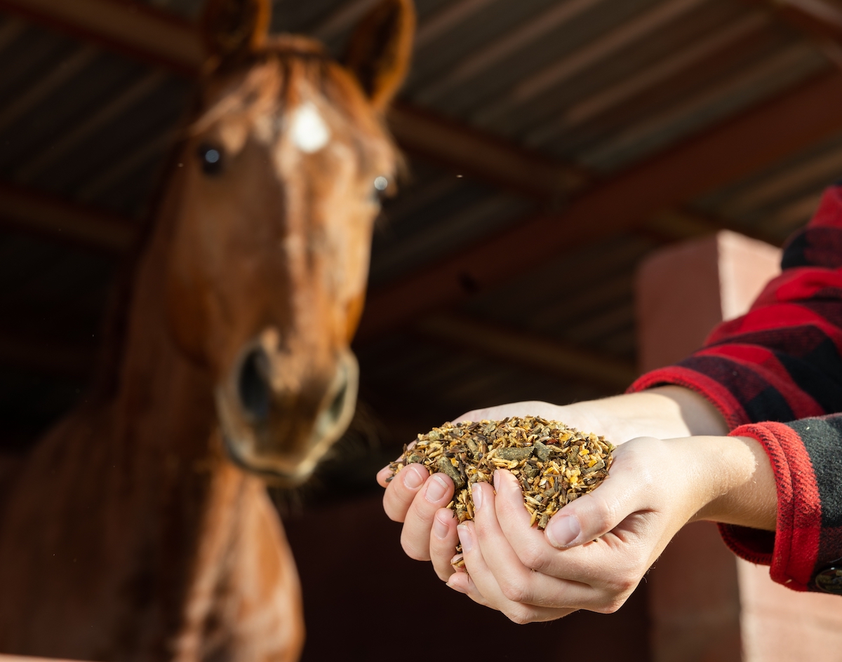 How Timing of Feeding Affects Performance Horses