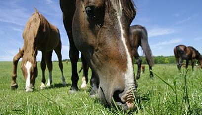 Horse health articles.