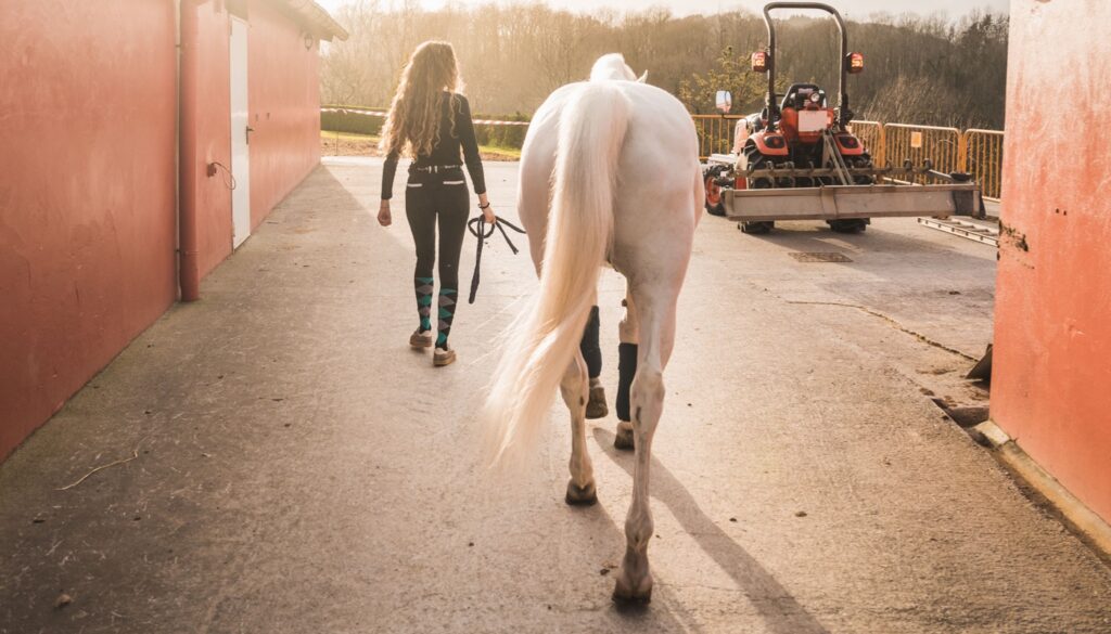 White horse walking