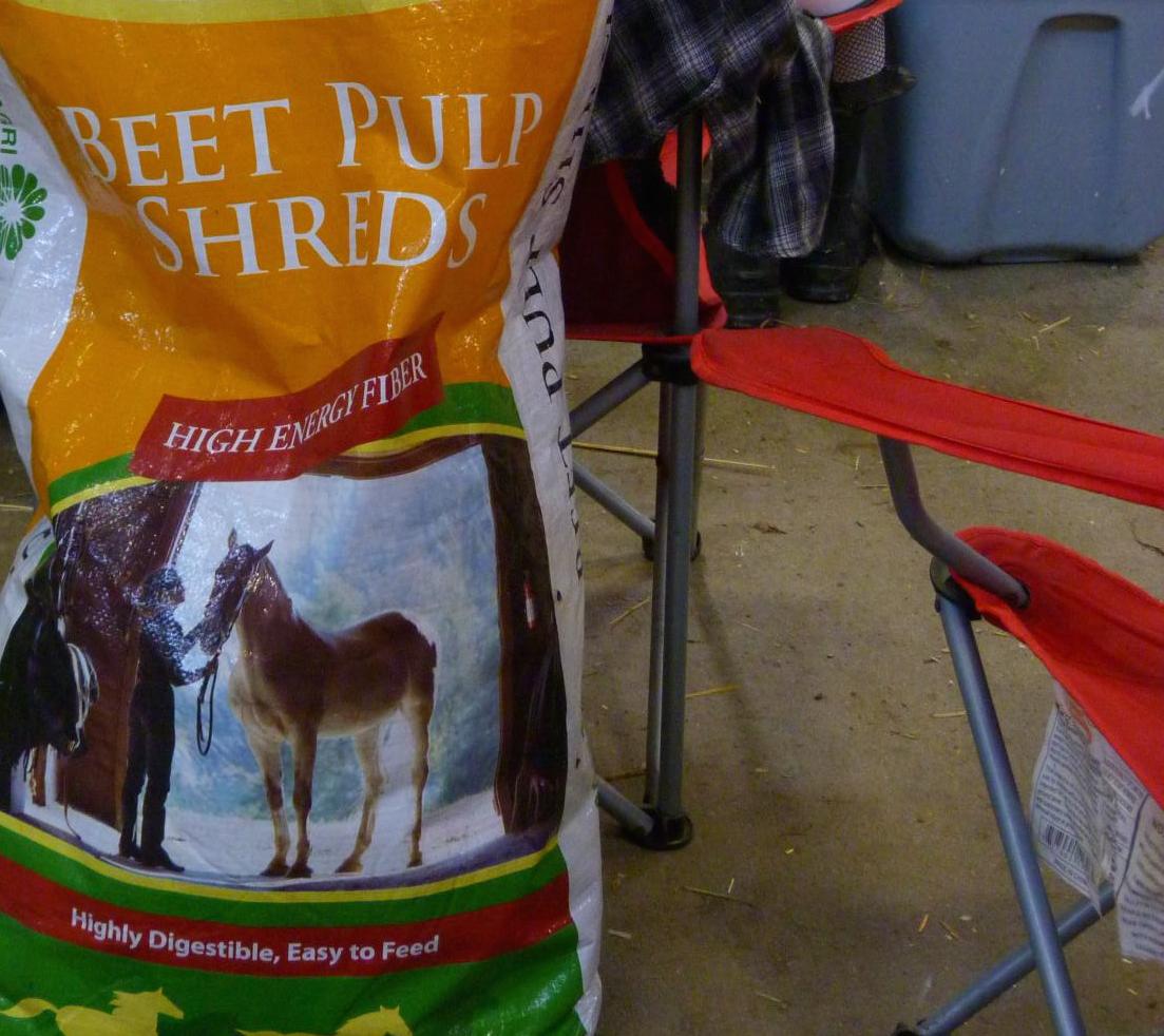 beet pulp for horses