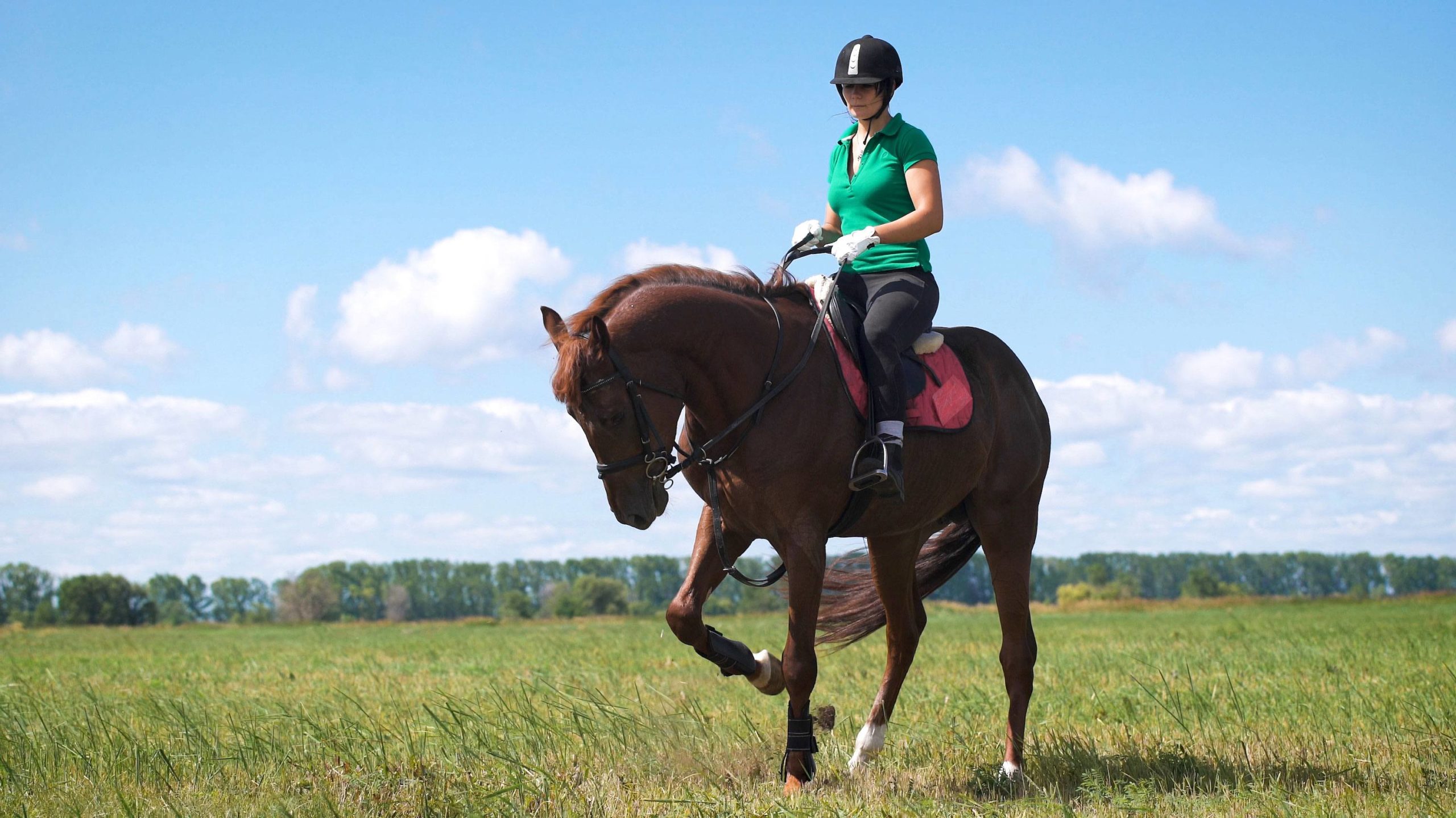 Woman on Horse in Field - Equitation Science
