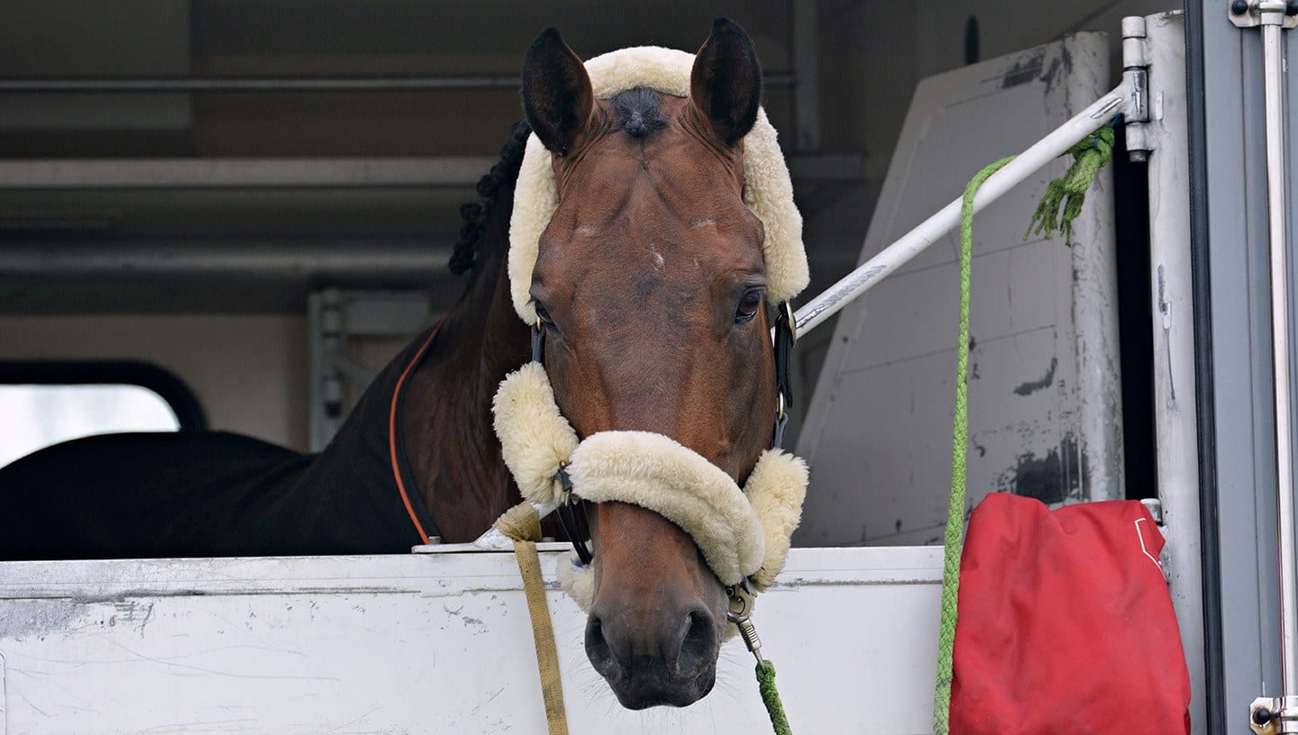 Professional Strategies for Healthy Horse Transport