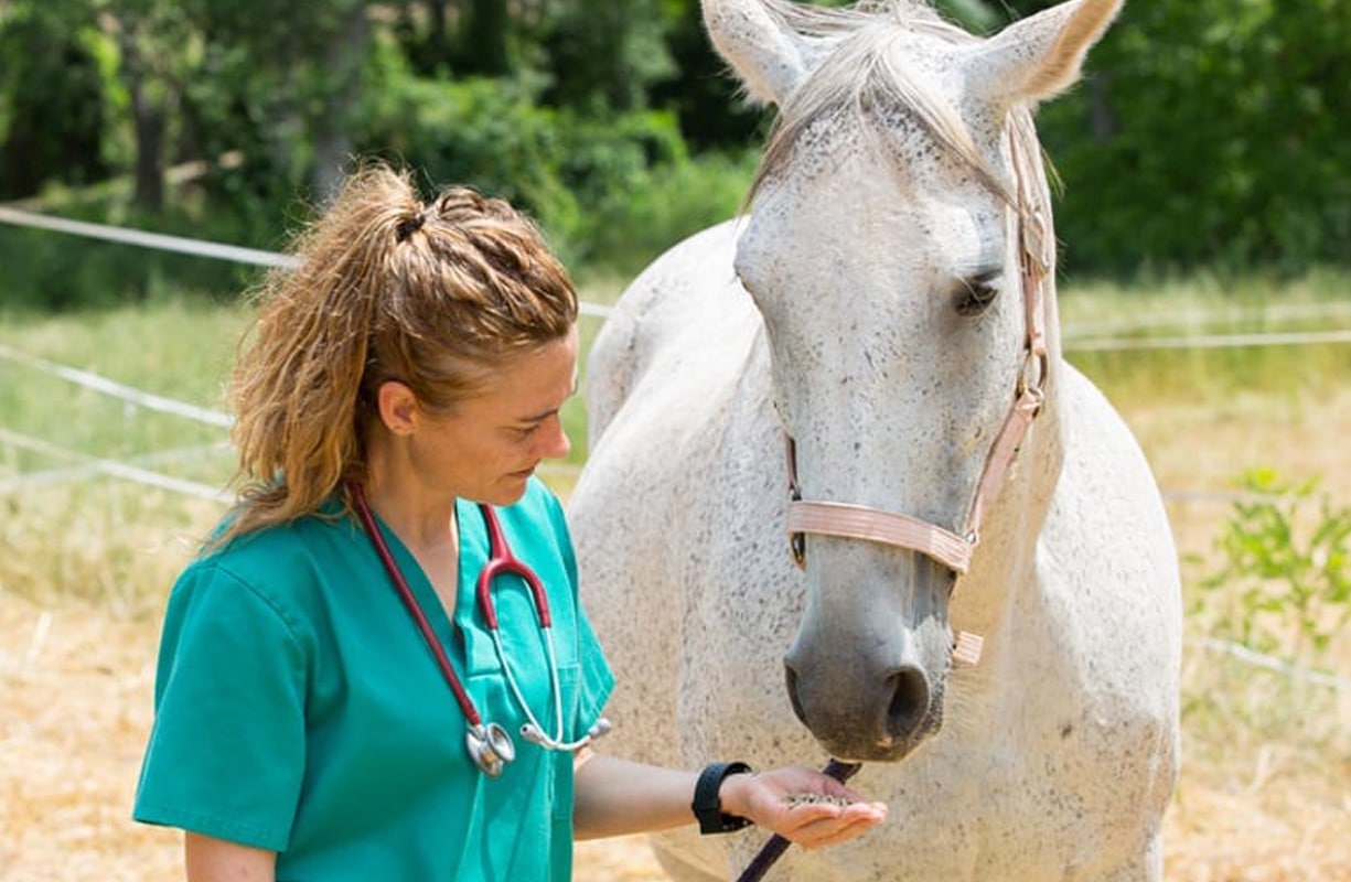 Equine veterinarian feeding horse