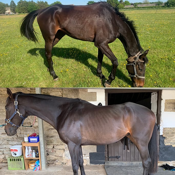 5-year-old, homebred National Hunt racehorse Cloudy