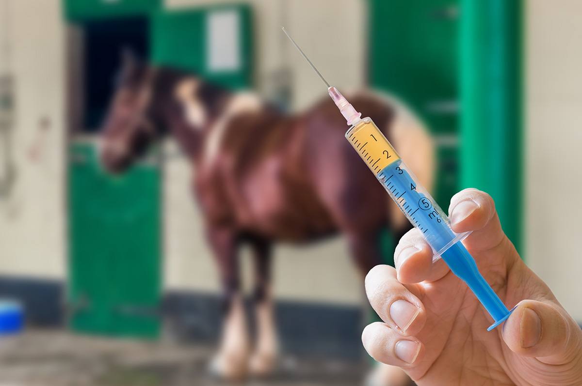 Potomic Horse Fever - Needle with horse in background