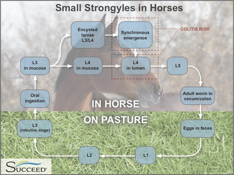 succeed chart stongyles life chart