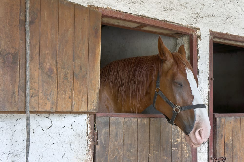 Horse Sleeping