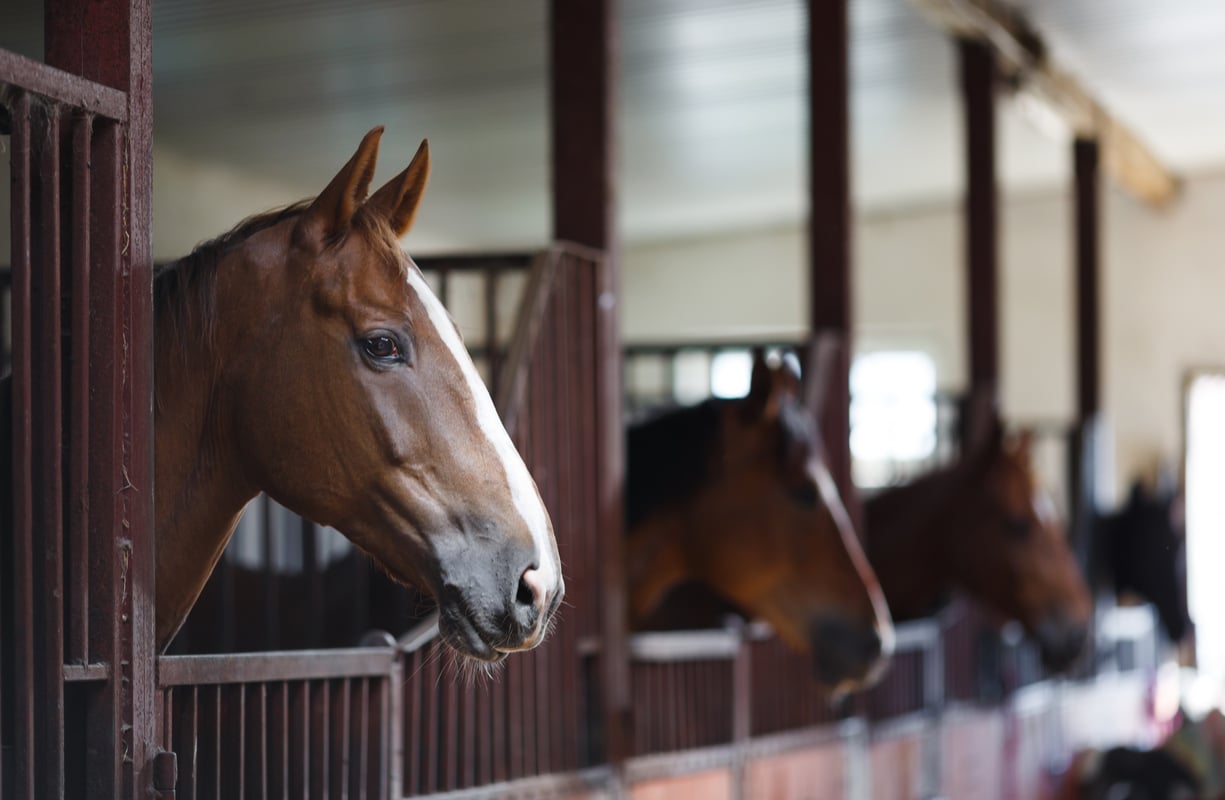 Horses looking out over stable doors