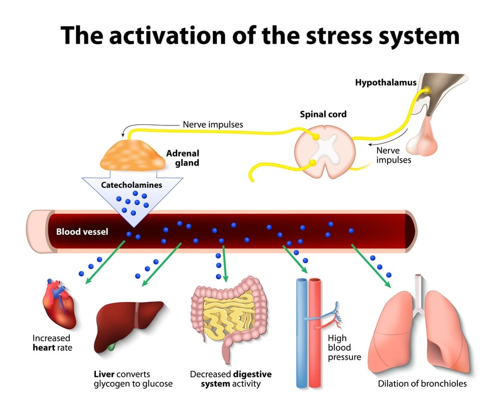 Stress System