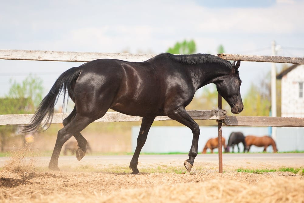 Brown Horse