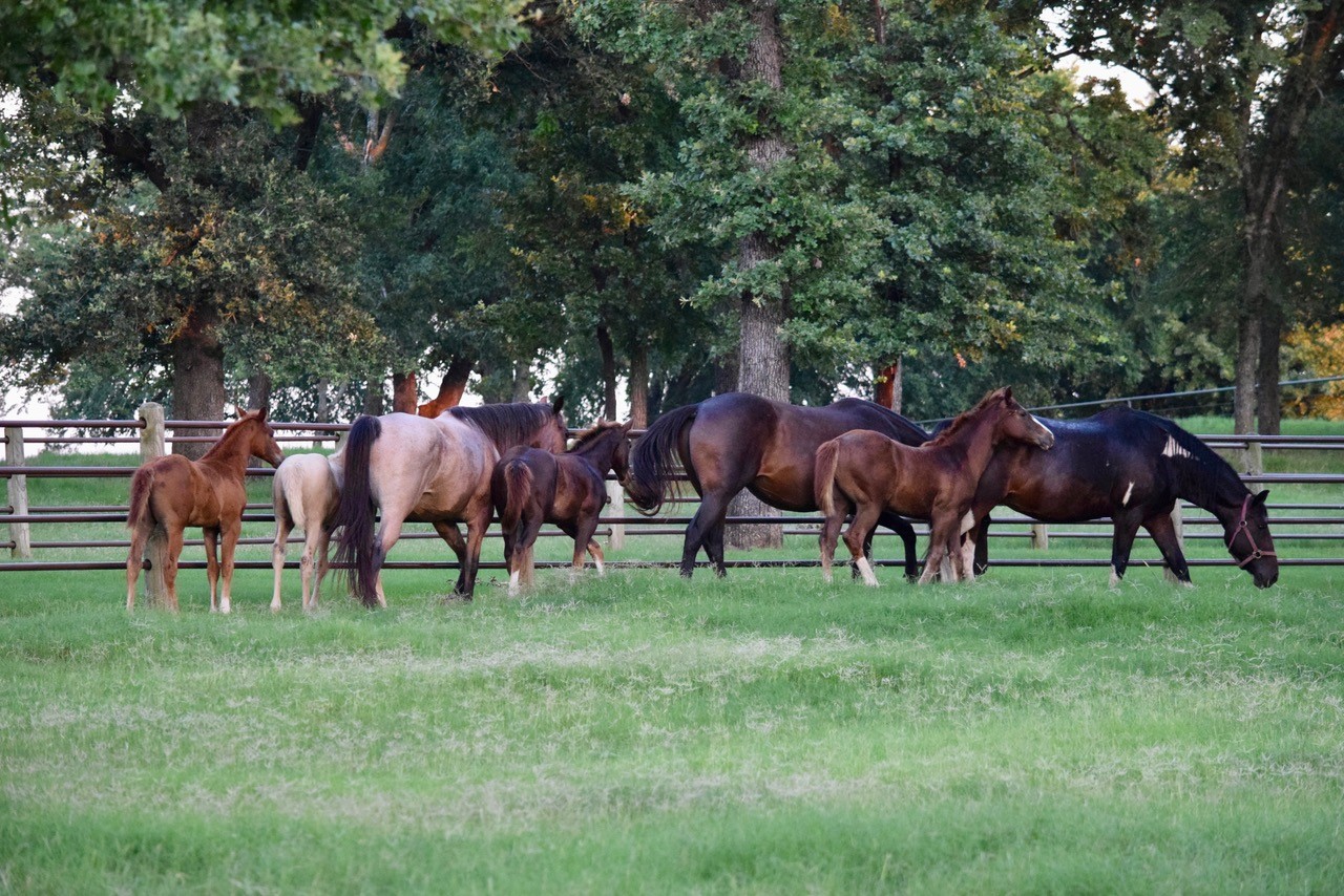 Primm Ranch Mares and Foals
