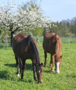 Horses grazing in a pasture, the correct balance of grasses and herbs is critical to help your horse be at his best.