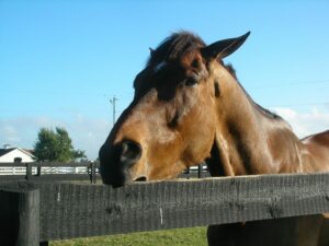 Horse Cribbing