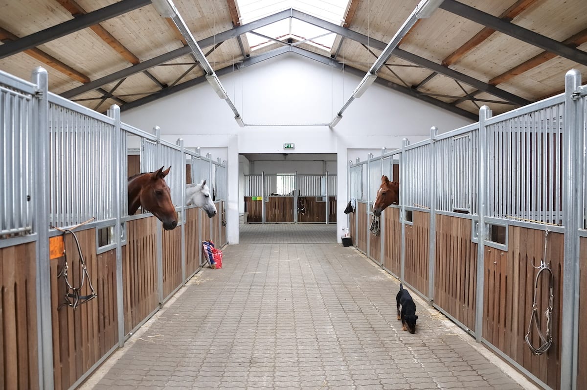 Horses in clean white barn