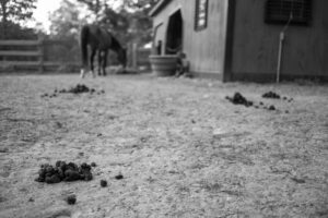horse manure in paddock