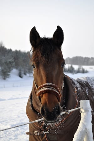Combating Your Horse’s Winter Weight Loss