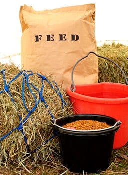 how-to-feed-horses