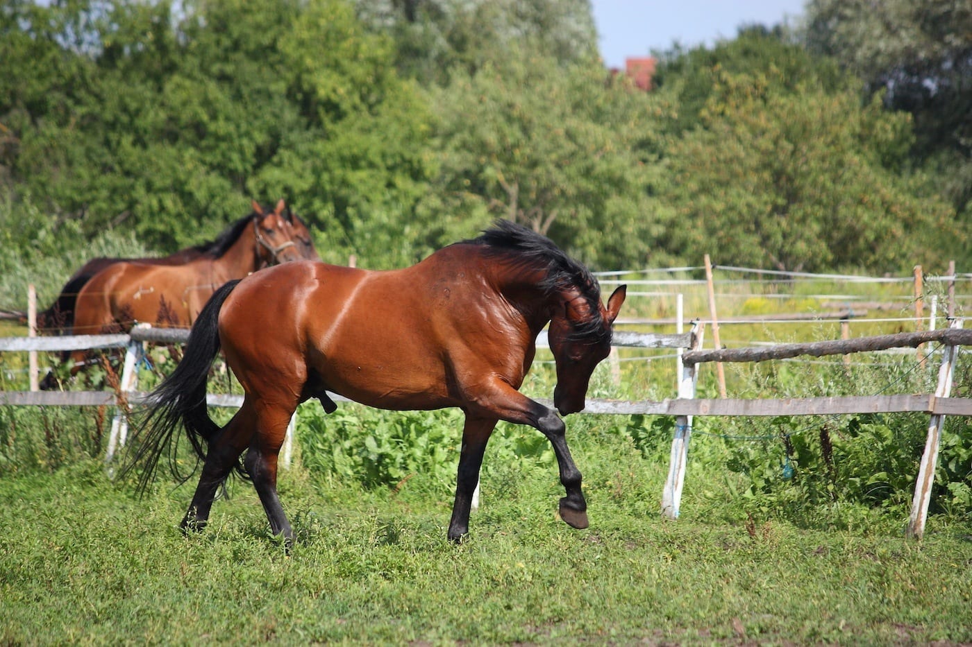 Horse playing in pasture